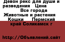 Девон рекс для души и разведения › Цена ­ 20 000 - Все города Животные и растения » Кошки   . Пермский край,Соликамск г.